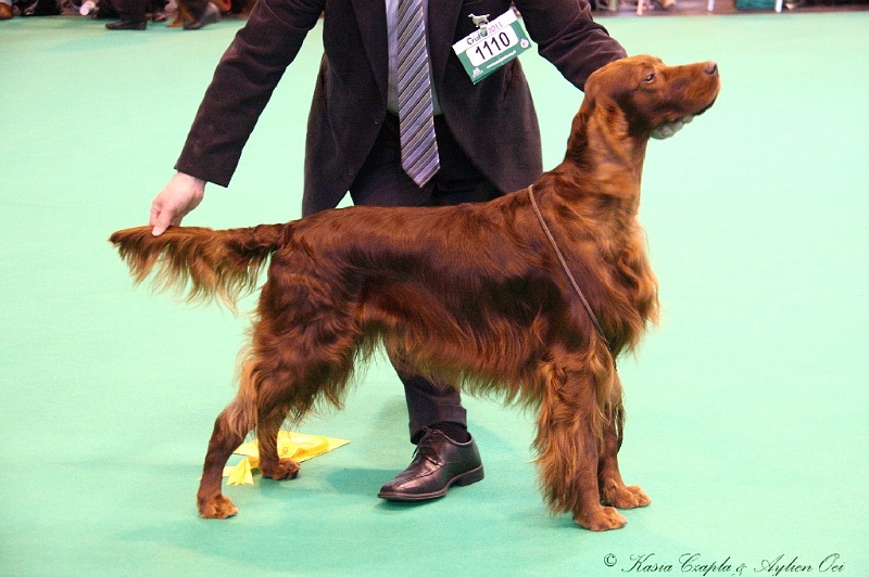 Crufts2011_2 136.jpg